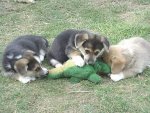canines.jpg