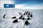 penguins2008.JPG