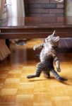 cat-jagger-dance.jpg