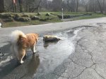 puddle.jpg