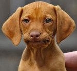 ResponseDog.jpg