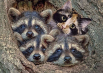 CatRacoon1.PNG