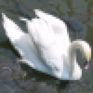 cuteswan