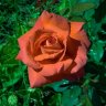 MarioUY