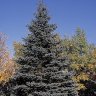 BlueSpruce
