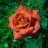 MarioUY
