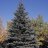 BlueSpruce